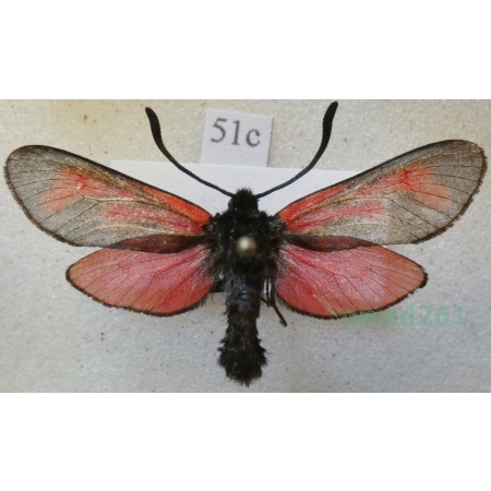 Zygaena cynarae (Esper, 1789) Kraśnik kminowiec Poland51c